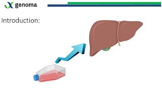 Using iPSderived cells to generate a functional human liver through 3D bioprinting [upl. by Narf]