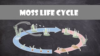 Moss Life Cycle Bryophyte  Plant Biology [upl. by Odlo]