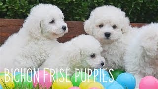 Bichon Frise Puppies [upl. by Malva371]