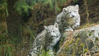 Snow Leopard KITTENS [upl. by Annai]