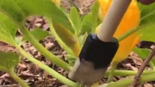 Prevent Squash vine bore [upl. by Nils]