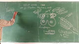 Structure of microsporangium [upl. by Laszlo]