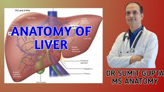 LIVER  ANATOMY [upl. by Hi]