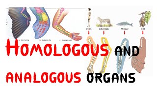 Homologous and analogous organs [upl. by Cyrus934]