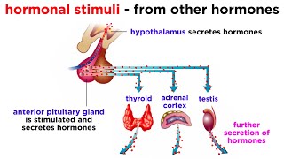 The Endocrine System [upl. by Joleen]