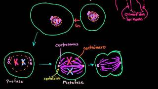 Mitosis  División celular  Biología  Khan Academy en Español [upl. by Mildred]