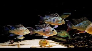 Geophagus Altifrons Geophagus Sveni Festivus Red Tapajos [upl. by Gant]