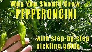 Why You Should Grow Pepperoncini Peppers [upl. by Llerehc]