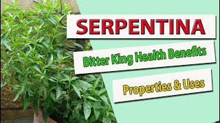 SERPENTINA PLANT  Bitter King Health Benefits amp Uses [upl. by Mauretta]