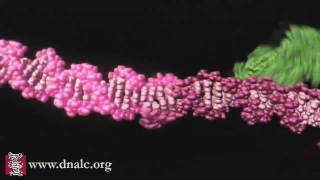 Mechanism of Recombination [upl. by Shirah]