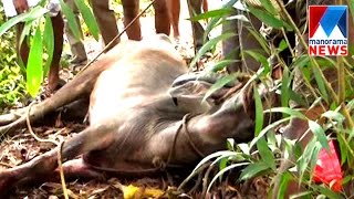 Buffalo that ran amok shot down in kottayam  Manorama News [upl. by Naeerb120]