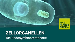 Zellorganellen  Die Endosymbiontentheorie [upl. by Eladnor716]