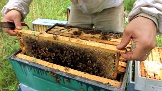 Harvesting 109 POUNDS of RAW HONEY [upl. by Muryh430]