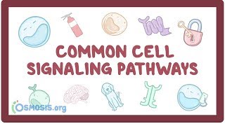 Common cell signaling pathway [upl. by Kenleigh698]