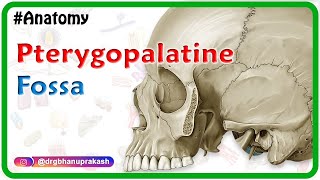 Pterygopalatine fossa  Head and neck Gross anatomy  medical animation [upl. by Summer]