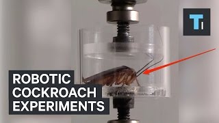 Robotic cockroach experiments [upl. by Atte]