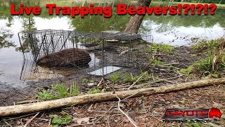 Live Trapping Beavers [upl. by Nylle]