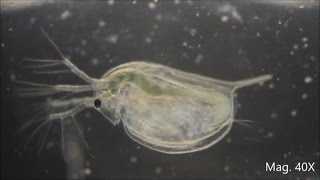 Daphnia magna under the Microscope [upl. by Krum]