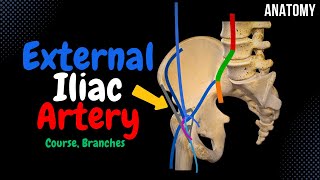 External Iliac Artery Scheme Course Branches  Anatomy [upl. by Claiborne904]