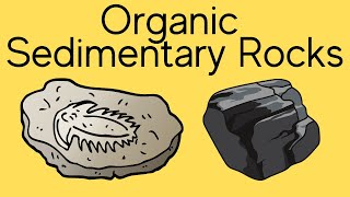 Organic Sedimentary Rocks [upl. by Gregg831]