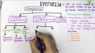 EPITHELIUM  Classification  Basic Histology [upl. by Enirolf]