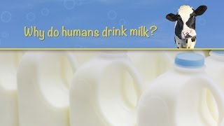 Why do humans drink milk [upl. by Hirza665]