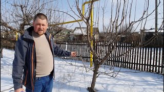 Părul Tăieri de fructificare la Păr  Pruning pear [upl. by Myers]