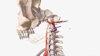 Vertebral Artery  Anatomy Branches amp Relations [upl. by Eellek613]