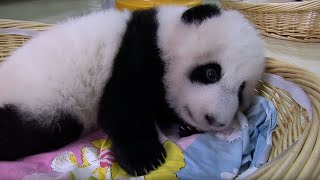 Raising an Abandoned Baby Panda  Panda Babies  BBC Earth [upl. by Danella]