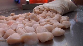 Sea Scallop Fishing Off the Jersey Coast Thriving [upl. by Dlarej]