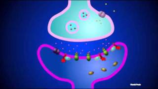 Synapse chimique métabotrope [upl. by Hauge]