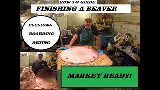 BEAVER Fleshing Boarding Drying  How To Guide [upl. by Aicemak777]