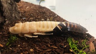 Cockroach Molting [upl. by Aneet]