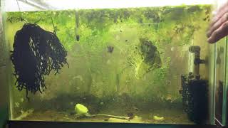 Scuds Daphnia Cherry Shrimp Copepods My aquatic food culture [upl. by Themis655]