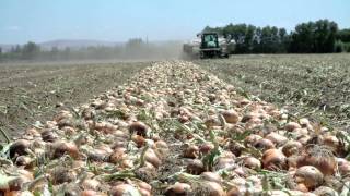 Growing Onions for the Bloomin Onion  LampL Farms  Pasco WA  Washington Grown [upl. by Ciapas536]