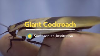 Introducing the Giant Cockroach [upl. by Nitz]