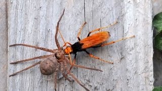 AVISPA ROJA VS ARAÑA GIGANTE  Dr Creepy [upl. by Einhpets]