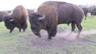 Bison Bull in Mating Season [upl. by Bergwall]