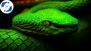 15 Most Venomous Animals on Earth [upl. by Pandora689]