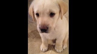 Yellow Lab Puppy from 8 weeks to 1 year [upl. by Hiroko]