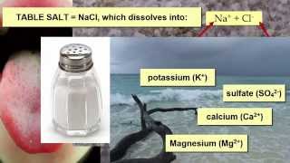 Salinity Impacts on Marine Life [upl. by Eseela]