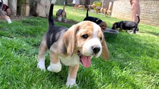 Beagle Puppies Playing and Fighting [upl. by Bernetta295]