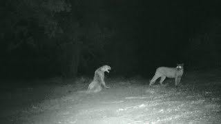 Mountain lion screaming and mating [upl. by Eniarrol]