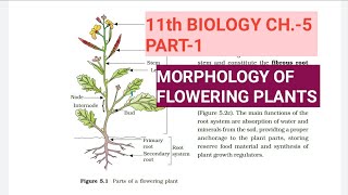 Class 11 BiologyCh5 Part1Morphology of flowering plantsStudy with Farru [upl. by Goodyear318]