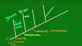 Evolução dos Vertebrados  Vertebrados  Biologia [upl. by Akimas]