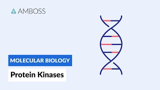 Protein Kinases Cell Signaling and Phosphorylation [upl. by Cleodel]