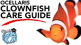 How to Care for Clownfish  BigAlsPetscom [upl. by Udell118]