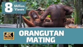 Orangutan Mating No Rules  Rare Footage [upl. by Adiasteb866]