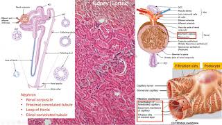 Histology of urinary system kidney ureter amp urinary bladder [upl. by Evans465]