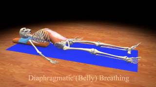 Diaphragmatic Belly Breathing [upl. by Saimerej453]